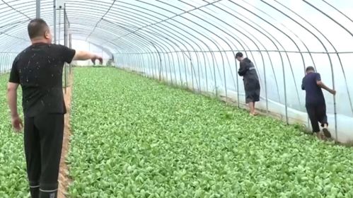 揭秘快菜种植技术：高效、环保、营养的现代农业新宠