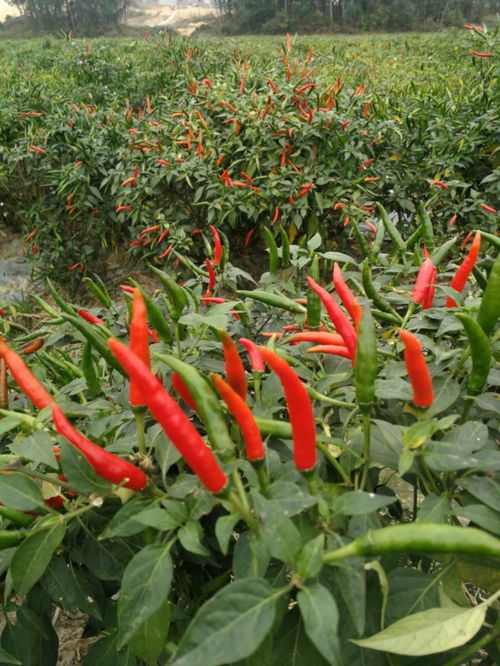 揭秘朝天椒种植秘籍：如何培育出辣味十足的高品质辣椒？