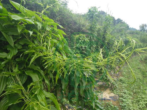揭秘百部种植技术：提升产量、优化品质的秘密武器