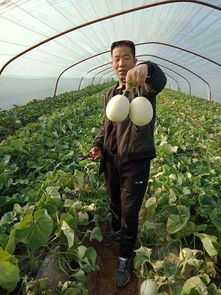揭秘露地甜瓜种植秘诀：如何打造丰收田园？