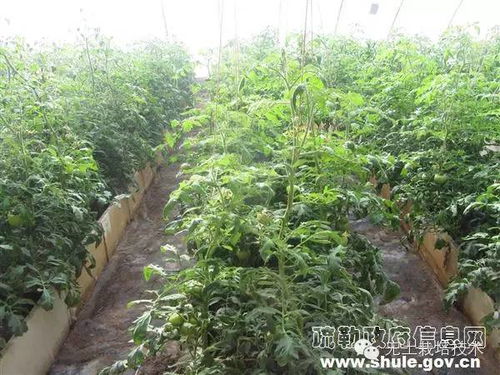 《大棚辣椒种植：揭秘高效益的秘密武器，您准备好了吗？》