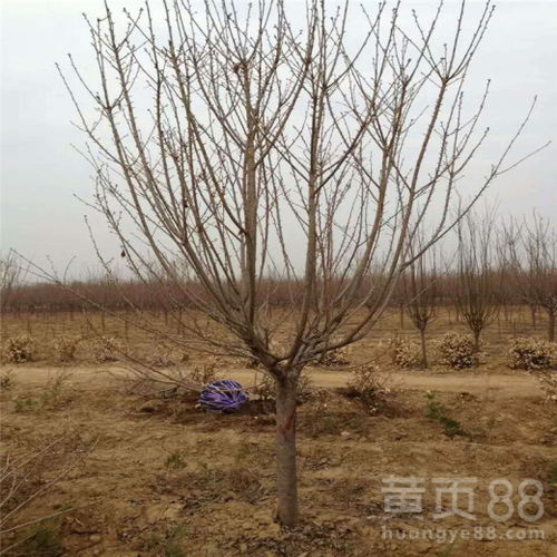 樱花树苗种植：如何培育出繁花似锦的春日使者？