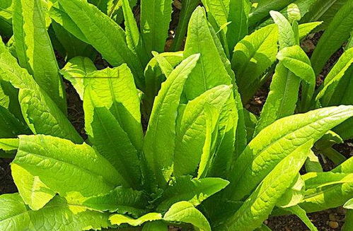 大棚油麦菜种植技术解析：高效益的秘密武器
