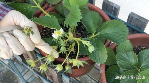 揭秘盆栽草莓种植奥秘：轻松在家享受自然之果