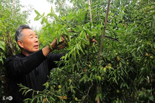 揭秘高效枣树种植技术：如何让枣园丰收在望？