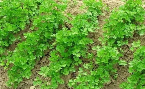 《香菜种植：如何让绿叶飘香，市场抢手？——揭秘高效香菜种植技术》