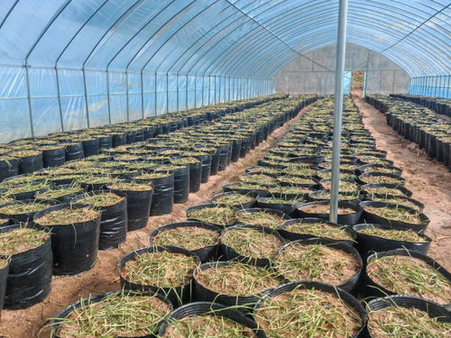 《绿色革命：揭秘中药种植技术革新之路》