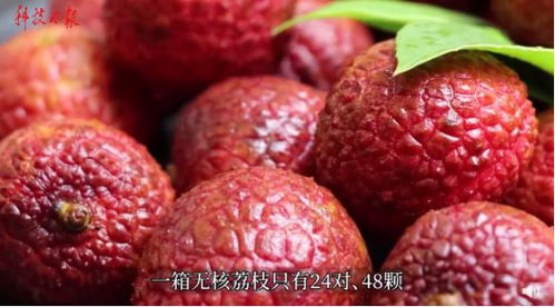 《无核荔枝种植新篇章：技术革新引领产业未来》