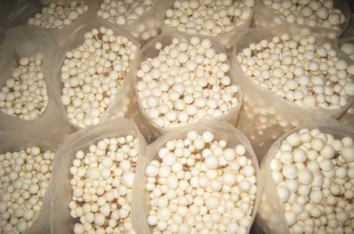 金针菇种植技术揭秘：如何实现高效、绿色、可持续？
