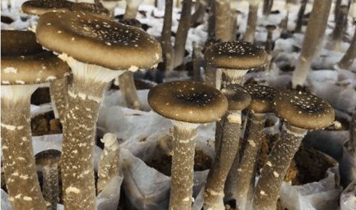 探索蘑菇种植的奥秘：揭秘高效种植技术与管理策略