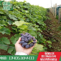 红巴拉多葡萄种植技术解析：揭秘高品质葡萄的秘密武器
