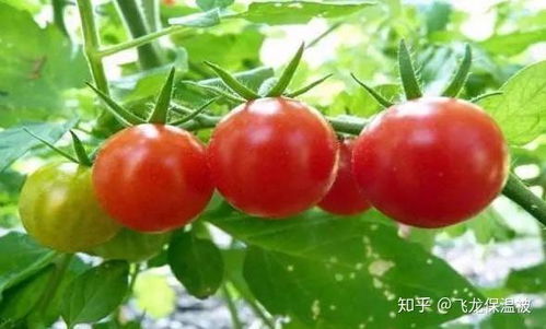 揭秘西红柿高效栽培：从播种到收获的全方位指南