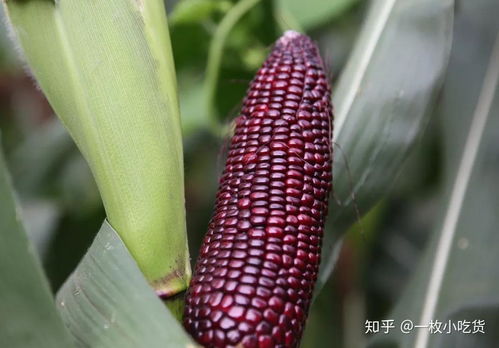 黑玉米种植技术：揭秘这一营养佳品的培育之道