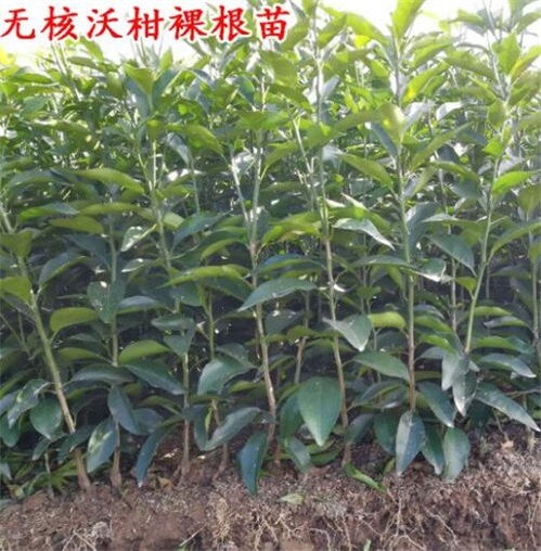 沃柑苗种植技术揭秘：如何打造高品质沃柑？