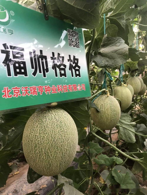 《大棚甜瓜种植攻略：揭秘高效益的栽培秘诀》