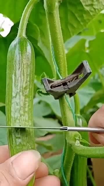 揭秘人参果种植秘诀：高效技术助力丰收，您准备好了吗？
