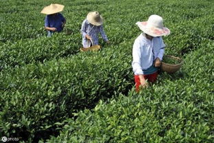 《茶树种植：揭开绿色黄金的秘密——深度解析茶树种植技术》