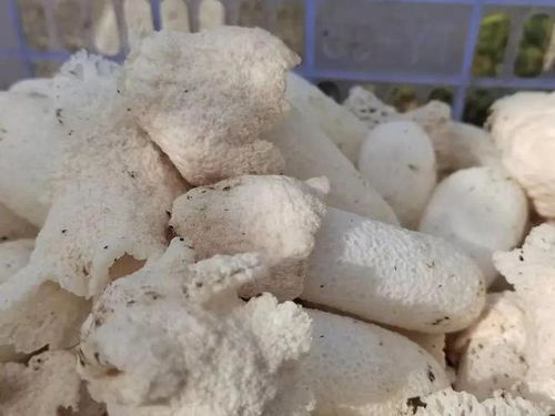 竹荪人工种植：揭秘绿色财富的秘密通道