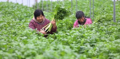 揭秘芹菜高产种植秘诀：如何让产量翻倍？