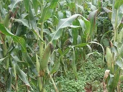 高产玉米种植技术：揭秘如何让玉米田“颗粒归仓”