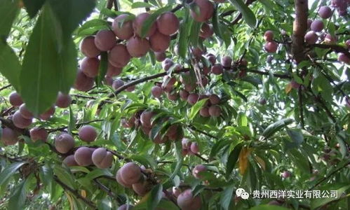 脆李种植技术揭秘：如何打造高品质果品市场新宠？