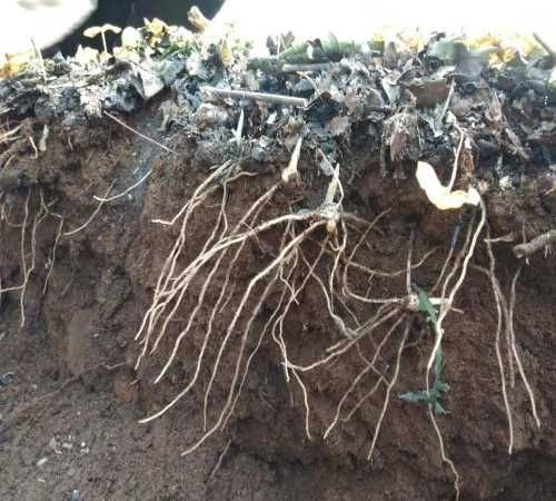 《锁阳种植新篇章：揭秘高效益的种植技术，你准备好了吗？》