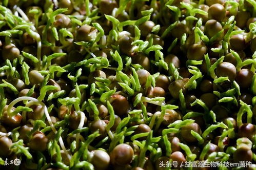 豌豆芽苗菜种植技术揭秘：绿色健康，如何轻松收获？