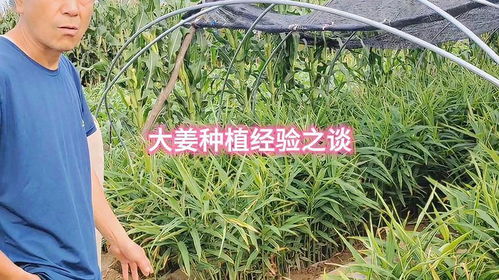 揭秘大姜种植秘籍：如何提升产量与品质？