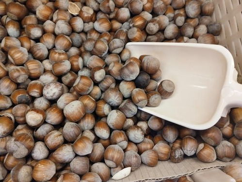 《榛子种植新篇章：揭秘高效益的栽培技术》