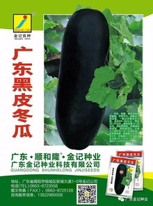 揭秘冬瓜种植奥秘：高效技术助力丰收（附种植指南）