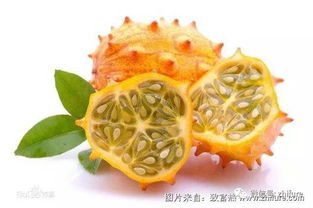 《火参果种植攻略：揭秘高效益的农业新宠儿种植技巧》