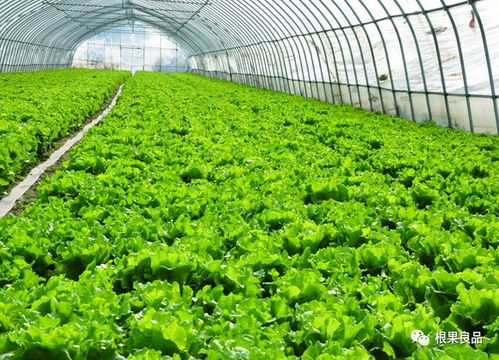 揭秘蔬菜种植技术网：现代农业的智慧之源