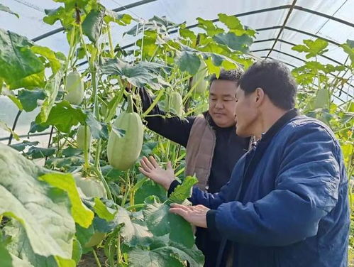 金瓜种植技术揭秘：如何让金瓜产量翻倍？
