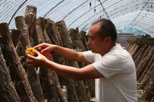 《金木耳种植新篇章：揭秘高效益的种植技术》