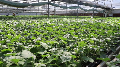 现代农业种植技术革新：如何让农田“开口说话”？