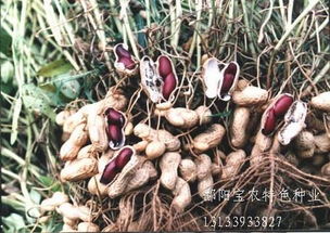 黑花生种植技术揭秘：如何提高产量与品质？