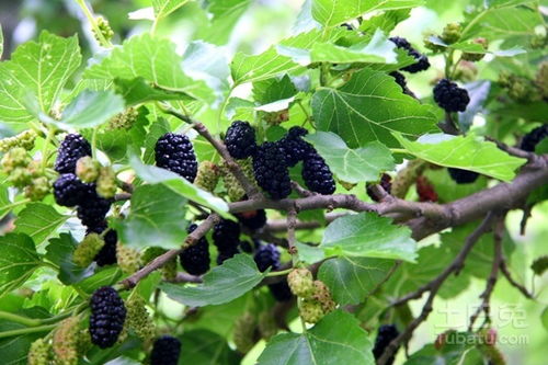 《揭秘桑葚高效种植技术：让每一颗桑葚都成为丰收的果实》
