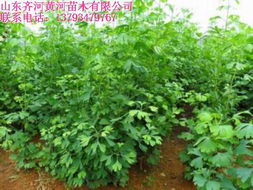 绿色未来，苗木种植技术革新之路