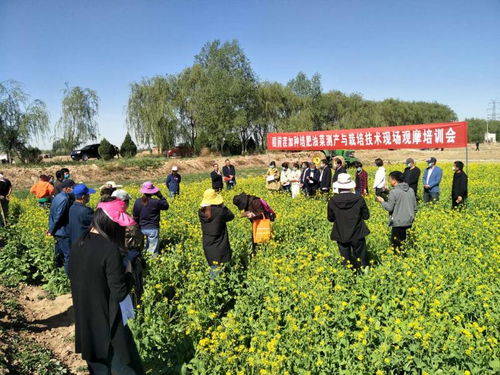 绿肥种植技术：可持续农业的未来之路？
