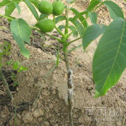 核桃苗种植技术揭秘：如何培育出优质核桃？