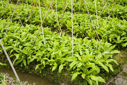 绿色蔬菜种植技术革新：如何打造高效生态农业？