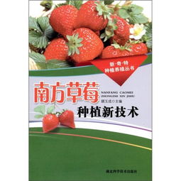 《南方露天草莓种植技术揭秘：如何打造高品质果实？》