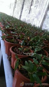 揭秘大棚铁皮石斛种植技术，让绿色财富在温室中绽放
