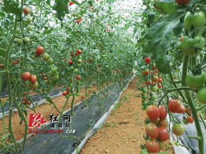揭秘樱桃西红柿种植新趋势：高效栽培，品味佳肴