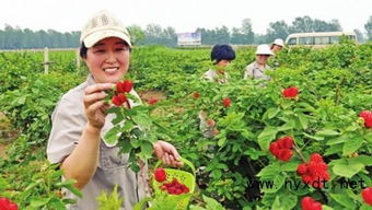 覆盆子种植技术揭秘：如何打造高产优质果园？