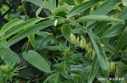 黄精种植攻略：揭秘高效益的“还魂草”栽培秘诀