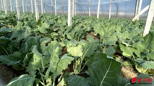 揭秘苤蓝种植奥秘：高效种植技术助力丰收季
