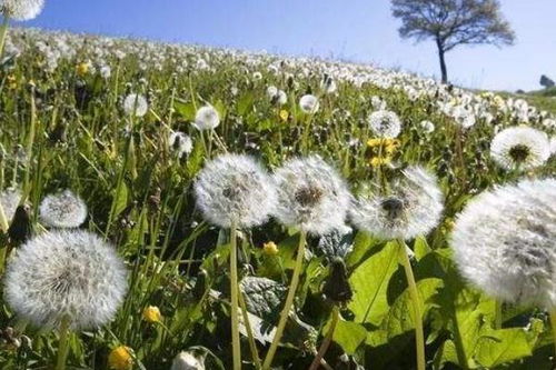 《蒲公英种植攻略：如何让这片金色海洋在家中绽放？》