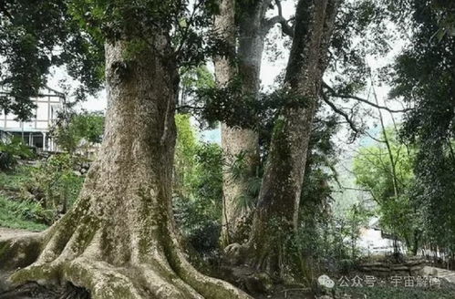 揭秘金丝楠木种植奥秘：技术革新助力绿色产业升级