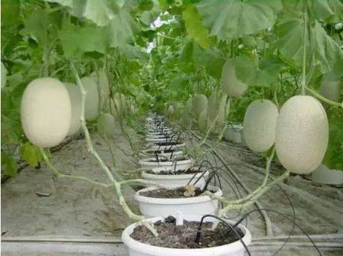 《无土莲藕种植新篇章：揭秘高效生态莲藕栽培技术视频解析》